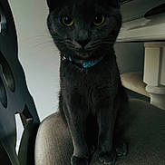 Kiwi is registered to the contest to win money with this photo: cat, gray_cat, pet, indoor, chair, cushion, collar, bell, feline, animal, domestic_animal, curious, sitting, yellow_eyes, fur, paws, whiskers, furniture, soft_light, shadow