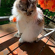 Kitty joined the competition — help win amazing prizes! cat, flower, orange_flower, wooden_deck, sunlight, shadow, outdoor, greenery, petal, fluffy_fur, white_fur, gray_fur, paw, nature, plant, bench, daylight, closeup, animal, cute