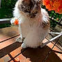 cat, flower, orange_flower, wooden_deck, sunlight, shadow, outdoor, greenery, petal, fluffy_fur, white_fur, gray_fur, paw, nature, plant, bench, daylight, closeup, animal, cute