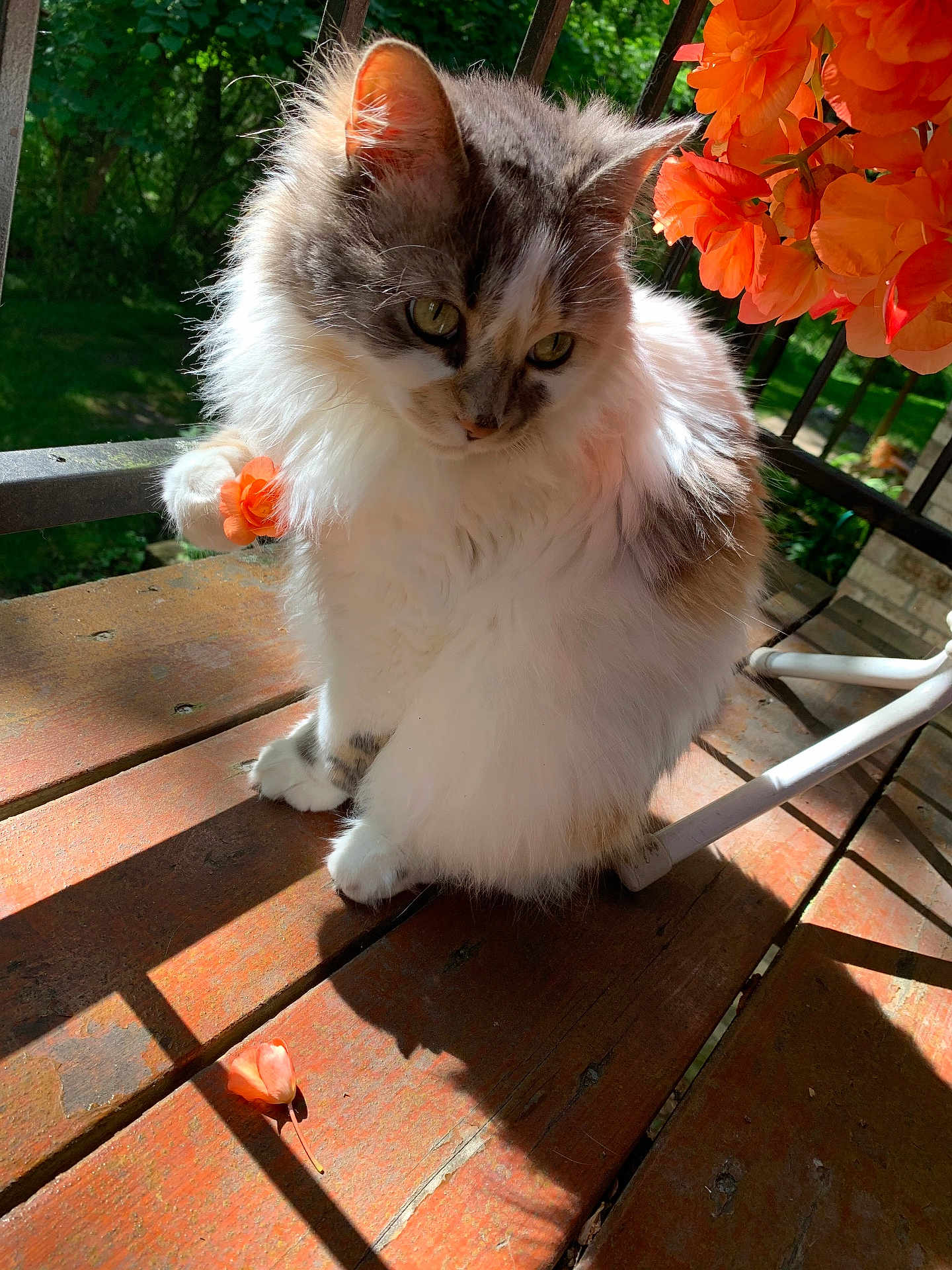 Kitty