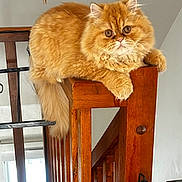 Stitch a rejoint le concours — aidez-le/la à gagner de superbes lots ! cat, orange_cat, fluffy, pet, indoor, wooden_stair, railing, furniture, animal, cute, relaxed, long_tail, ears, whiskers, closeup, domestic_cat, home, resting, looking, feline