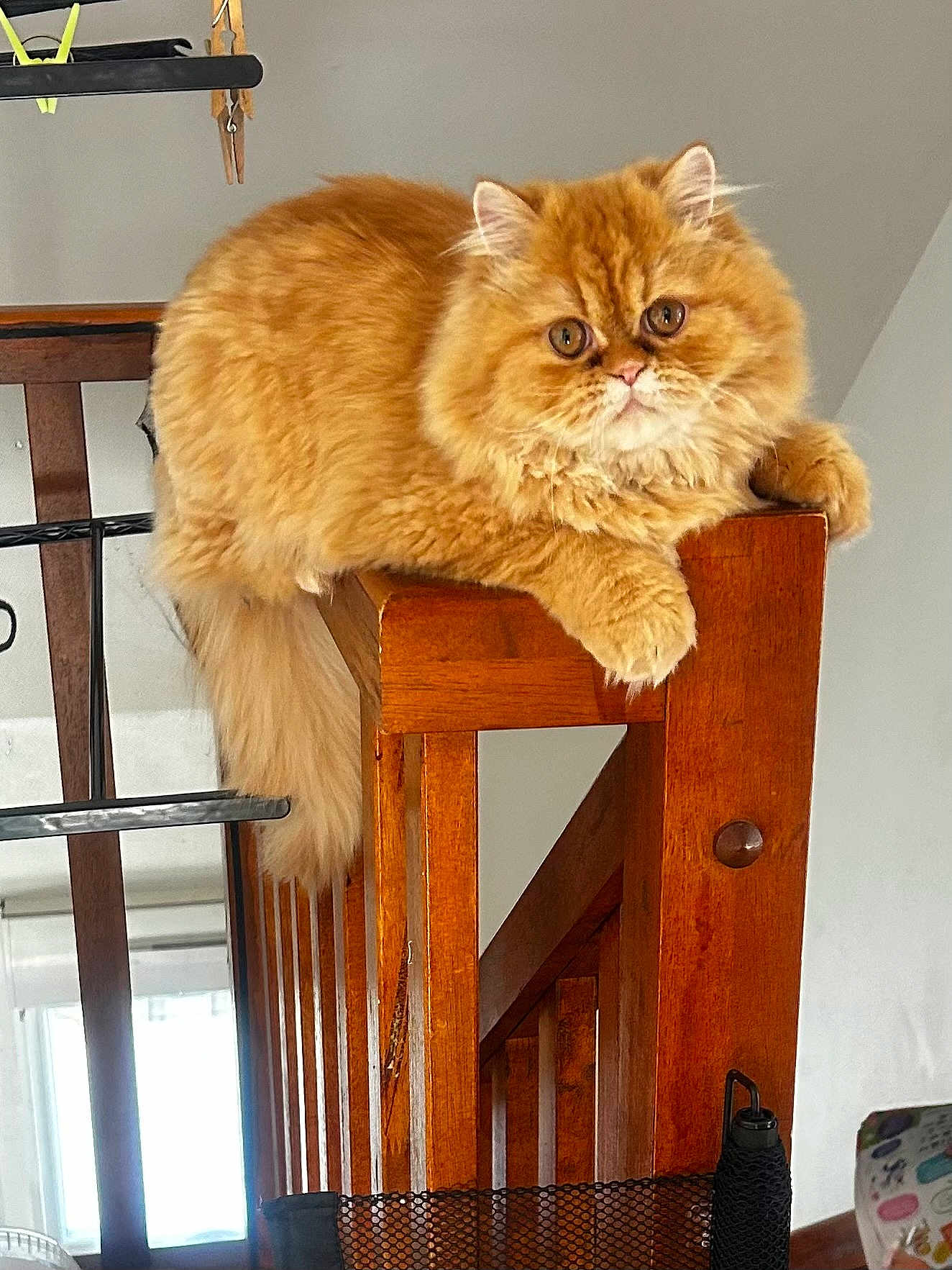 Stitch a rejoint le concours — aidez-le/la à gagner de superbes lots ! cat, orange_cat, fluffy, pet, indoor, wooden_stair, railing, furniture, animal, cute, relaxed, long_tail, ears, whiskers, closeup, domestic_cat, home, resting, looking, feline