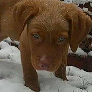 Rufus is registered to the contest to win money with this photo:
