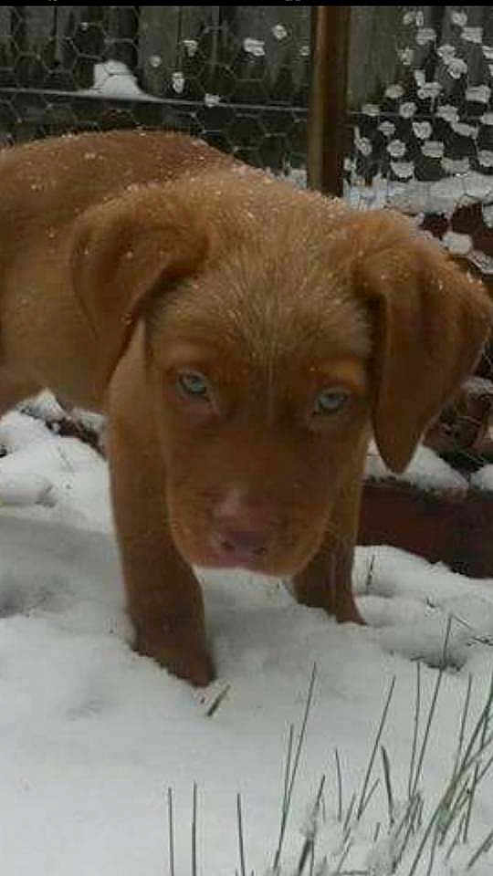 Rufus is registered to the contest to win money with this photo:
