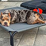 animal, backyard, blue_eyes, canine, companion, dog, domestic, ear, fence, lying_down, merle, outdoor, patio, pet_bed, quiet, relaxed, resting, summer, sunlight, toy