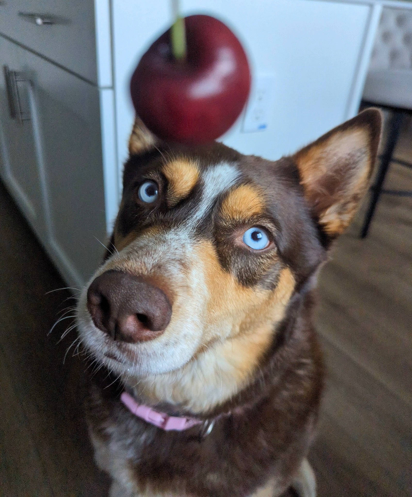 Nyla is registered to the contest to win money with this photo: canidae, carnivore, collar, companion_dog, dog, dog_breed, dog_collar, dog_supply, door, fawn, flooring, fruit, fur, pet_supply, plum_tomato, snout, sporting_group, whiskers, window, working_animal