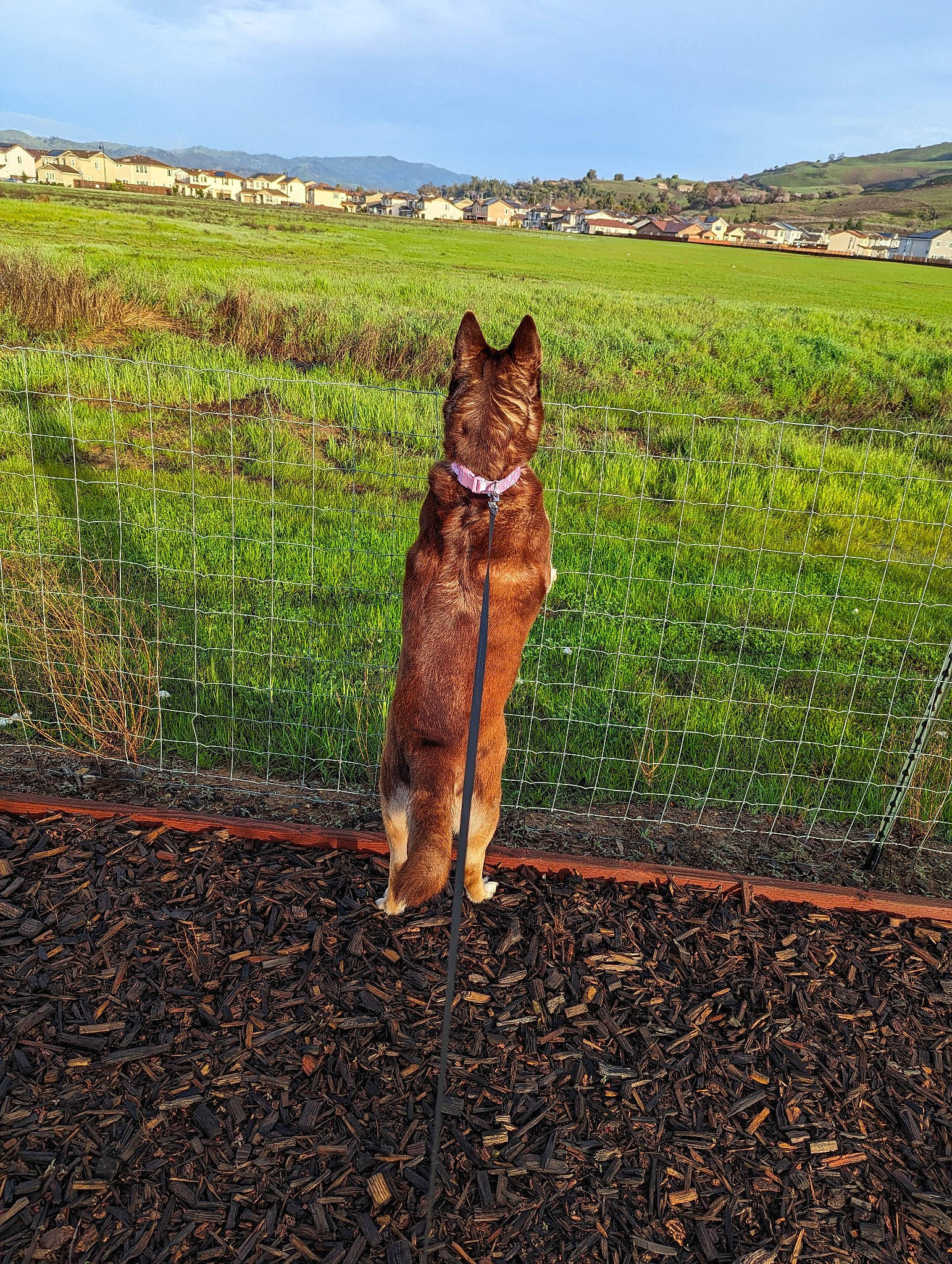 Nyla is registered to the contest to win money with this photo: agriculture, cloud, fawn, felidae, fence, field, grass, grassland, happy, horizon, landscape, mesh, people_in_nature, plant, sky, soil, terrestrial_animal, tree, whiskers, wire_fencing