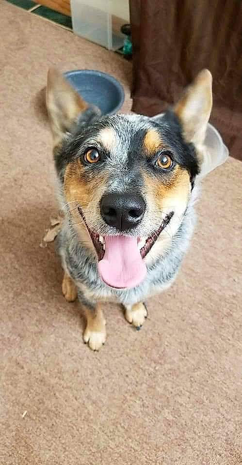 Angus is registered to the contest to win money with this photo: australian_cattle_dog, canidae, cardigan_welsh_corgi, carnivore, corgi_chihuahua, dog, dog_breed, ear, mammal, nose, pembroke_welsh_corgi, puppy, rare_breed_dog, snout, swedish_vallhund, texas_heeler, vertebrate, welsh_corgi, whiskers, working_dog