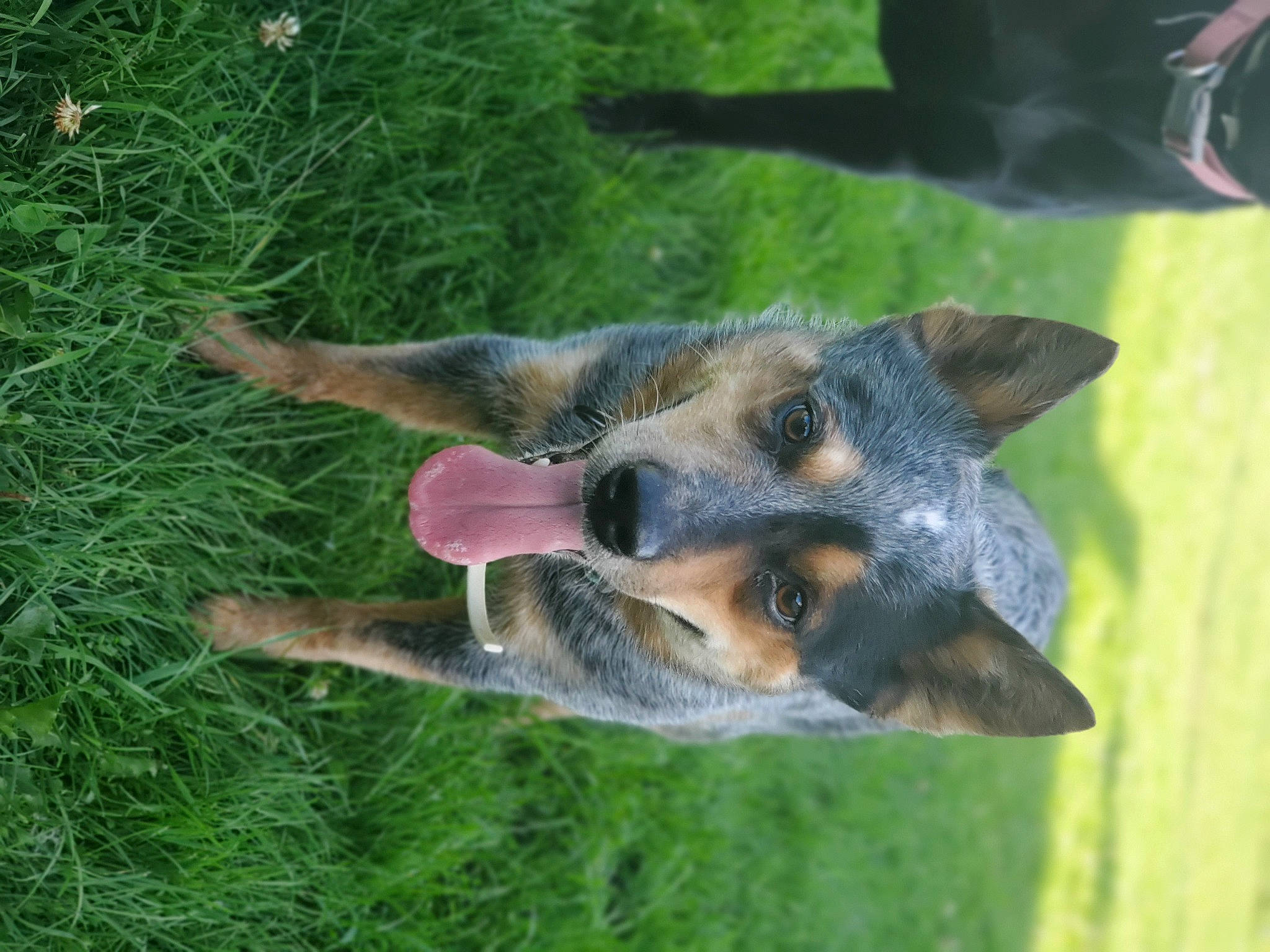 Angus joined the competition — help win amazing prizes! australian_cattle_dog, australian_stumpy_tail_cattle_dog, canidae, carnivore, dog, dog_breed, fawn, grass, herding_dog, mammal, snout, texas_heeler, working_dog