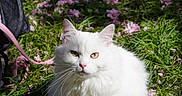 Malu a rejoint le concours — aidez-le/la à gagner de superbes lots ! animal, cat, cute, daylight, ears, feline, flower_petals, fluffy, grass, greenery, leash, nature, outdoor, pet, pink_petals, relaxed, sitting, sunlight, whiskers, white_cat