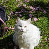 cat, white_cat, fluffy, grass, pink_petals, outdoor, sunlight, nature, animal, pet, leash, flower_petals, greenery, relaxed, sitting, cute, feline, whiskers, ears, daylight