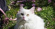 Malu participe au concours pour gagner de l'argent avec cette photo : cat, white_cat, fluffy, grass, flowers, pink_petals, outdoor, sunlight, leash, pet, animal, nature, greenery, sitting, cute, feline, eyes, fur, daylight, garden