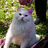 cat, white_cat, flower, pink_flower, grass, outdoor, pet, hand, animal, nature, spring, fluffy, cute, leash, greenery, relaxed, close_up, portrait, pink, soft_light