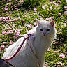 white_cat, cat, pet, animal, grass, pink_flowers, flower_petals, harness, outdoor, sunlight, nature, fur, sitting, greenery, spring, cute, fluffy, leash, serious_expression, garden