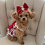 dog, puppy, clothing, dress, bow, red_bow, strawberry_pattern, chair, furniture, indoor, pet, cute, curly_fur, small_dog, tufted_chair, sitting, looking_at_camera, adorable, fluffy, light_background