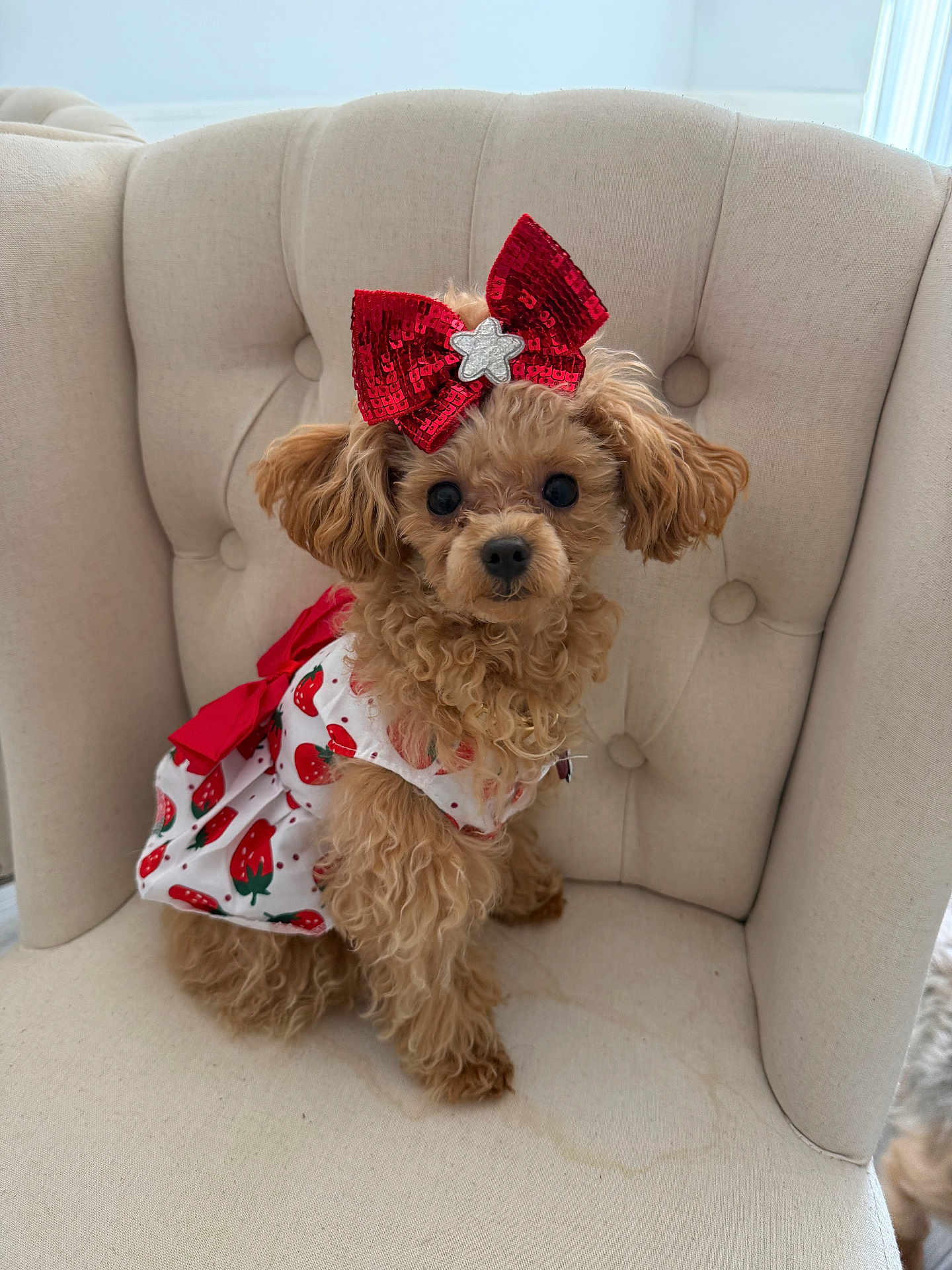 Yumi joined the competition — help win amazing prizes! dog, puppy, clothing, dress, bow, red_bow, strawberry_pattern, chair, furniture, indoor, pet, cute, curly_fur, small_dog, tufted_chair, sitting, looking_at_camera, adorable, fluffy, light_background