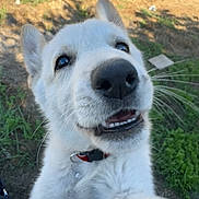Zazu is registered to the contest to win money with this photo: dog, puppy, white_dog, close_up, nose, mouth, teeth, collar, outdoor, grass, dirt, playful, happy, pet, portrait, whiskers, ears, backyard, metal_ring, smiling