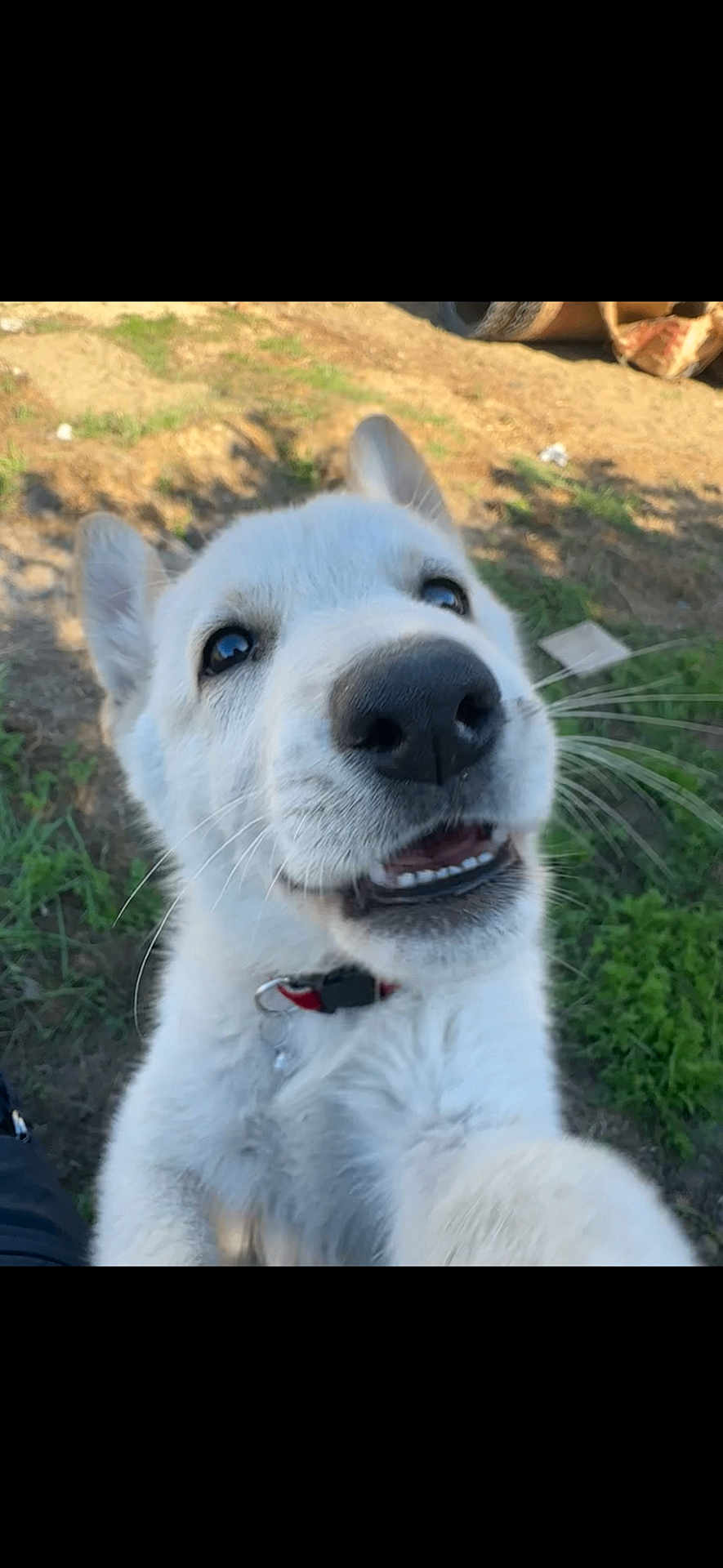 Zazu is registered to the contest to win money with this photo: dog, puppy, white_dog, close_up, nose, mouth, teeth, collar, outdoor, grass, dirt, playful, happy, pet, portrait, whiskers, ears, backyard, metal_ring, smiling