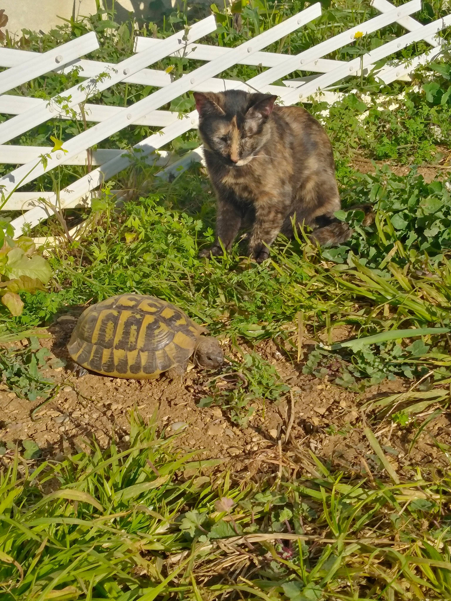 Zoya participe au concours pour gagner de l'argent avec cette photo : carnivore, cat, domestic_short_haired_cat, fawn, felidae, fur, garden, grass, groundcover, herb, plant, shrub, small_to_medium_sized_cats, soil, tail, terrestrial_animal, terrestrial_plant, whiskers, wildlife, wood