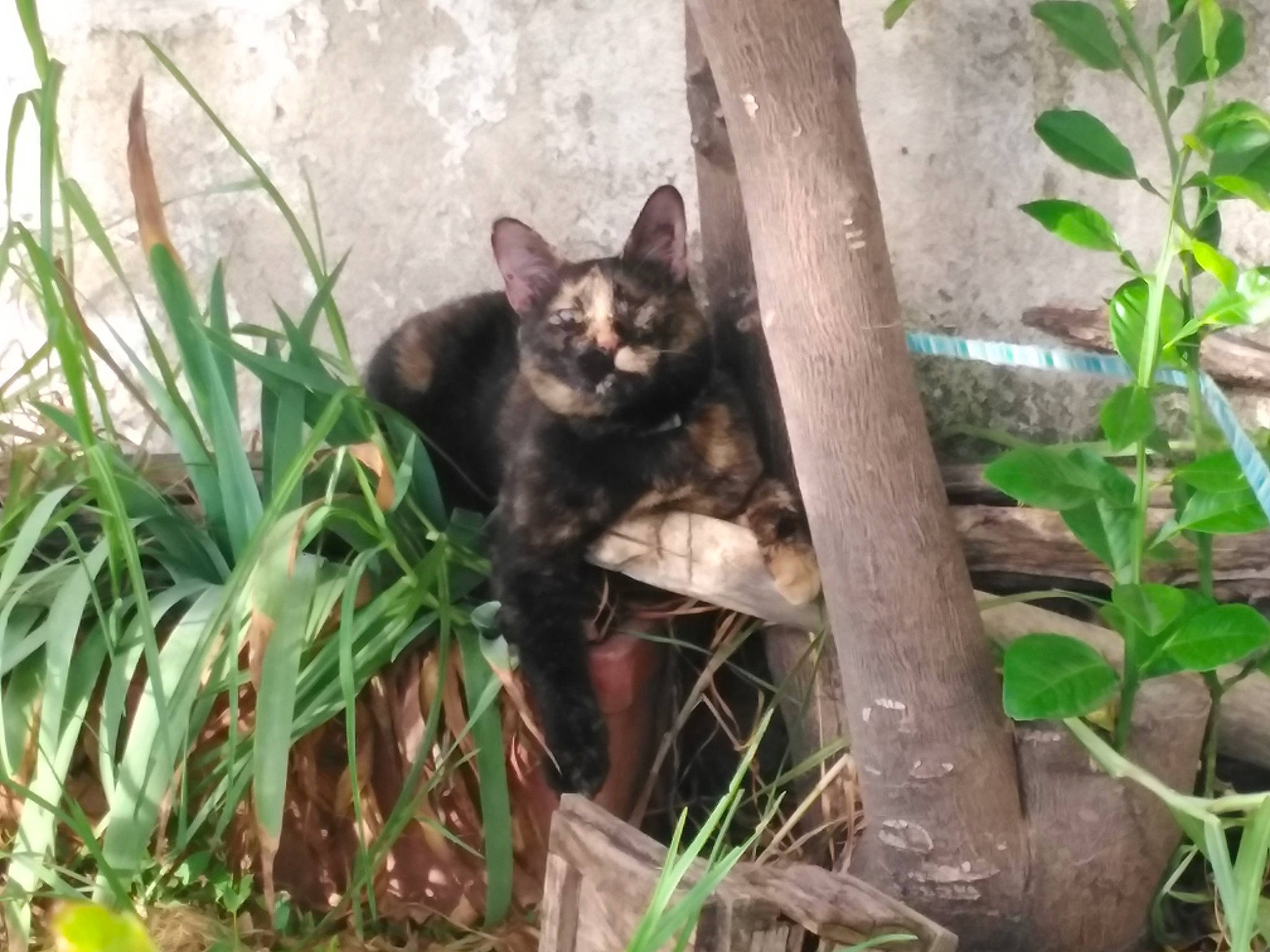 Zoya participe au concours pour gagner de l'argent avec cette photo : black_cat, bombay, canidae, carnivore, cat, dog_breed, domestic_short_haired_cat, fawn, felidae, fur, grass, groundcover, plant, sedge_family, small_to_medium_sized_cats, tail, terrestrial_animal, terrestrial_plant, whiskers, wildlife