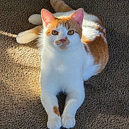 Yoshi joined the competition — help win amazing prizes! cat, ginger_and_white, pet, animal, feline, carpet, indoor, sunlight, relaxed, cute, whiskers, ears, paws, tail, fur, laying, portrait, looking_up, cozy, domestic