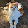 cat, ginger_and_white, pet, animal, feline, carpet, indoor, sunlight, relaxed, cute, whiskers, ears, paws, tail, fur, laying, portrait, looking_up, cozy, domestic