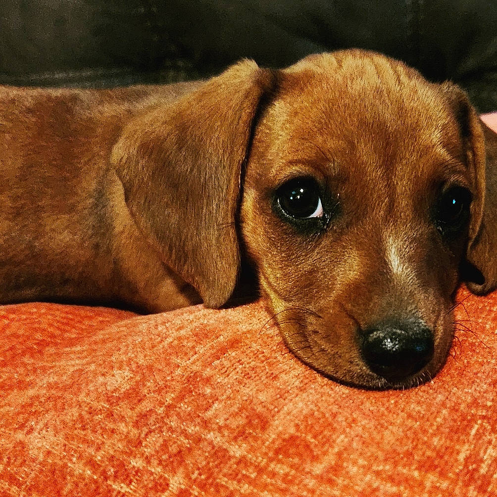 Maddie joined the competition — help win amazing prizes! canidae, carnivore, comfort, companion_dog, dog, dog_breed, fawn, fur, hound, hunting_dog, liver, paw, pet_supply, puppy, snout, sporting_group, terrestrial_animal, whiskers, wood, working_animal