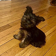 Gizmo joined the competition — help win amazing prizes! puppy, dog, pet, wooden_floor, indoor, cute, fluffy, small_dog, sitting, fur, ears, head_tilt, animal, domestic_animal, young_dog, adorable, companion, canine, portrait, friendly