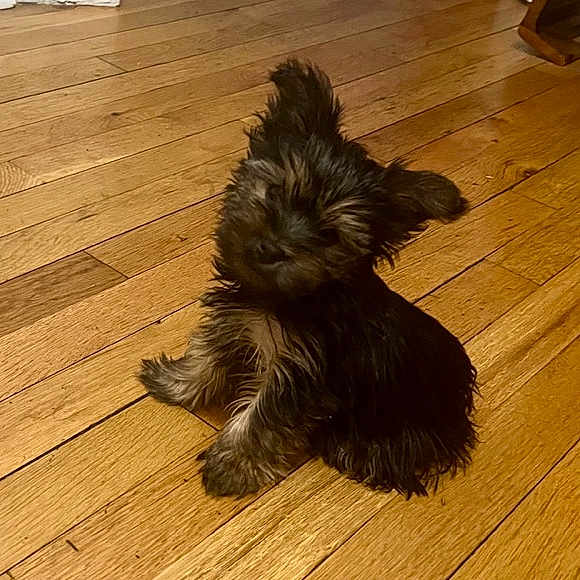 Gizmo