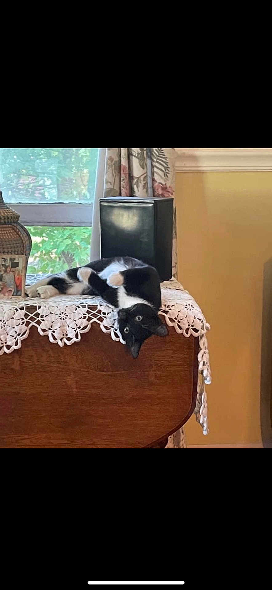 Millie joined the competition — help win amazing prizes! cat, black_and_white, upside_down, lace, wooden_furniture, window, curtains, indoor, pet, playful, relaxed, animal, cozy, decor, table, greenery, home, cute, fur, whiskers