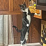 Millie is registered to the contest to win money with this photo: cat, tuxedo_cat, kitchen, countertop, cabinet, curious, standing, black_and_white, pet, domestic_animal, feline, wooden_cabinets, kitchen_utensils, curtains, basket, knife_block, indoor, exploring, paw, whiskers