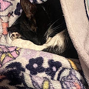 Millie joined the competition — help win amazing prizes! cat, sleeping, black_and_white, blanket, floral_pattern, cozy, fur, paw, whiskers, indoor, resting, cute, pet, animal, closeup, soft, comfort, warm, relaxation, nap