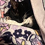 cat, sleeping, black_and_white, blanket, floral_pattern, cozy, fur, paw, whiskers, indoor, resting, cute, pet, animal, closeup, soft, comfort, warm, relaxation, nap