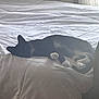 cat, bed, comforter, black_and_white, indoor, resting, sleeping, feline, pet, cozy, blanket, window_light, fur, whiskers, relaxing, animal, domestic, quiet, soft, nap