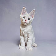 Bao a rejoint le concours — aidez-le/la à gagner de superbes lots ! cat, kitten, white_fur, fluffy, blue_eyes, sitting, portrait, studio, indoor, animal, pet, long_hair, large_ears, front_view, adorable, cute, whiskers, paws, lavender_background, photography