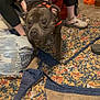Hercules is registered to the contest to win money with this photo: dog, indoor, person, floor, rug, sneakers, patterned_rug, orange_harness, pet, animal, crouching, black_clothing, tile_floor, household_items, bag, dog_face, legs, footwear, casual_wear, brown_dog