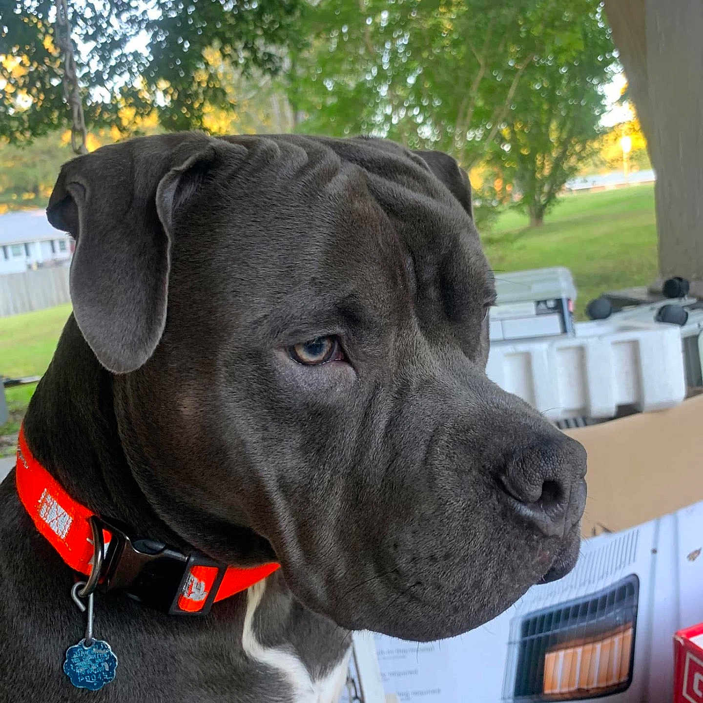 Hercules joined the competition — help win amazing prizes! animal, canine, close_up, collar, daylight, dog, domestic_animal, ears, fur, greenery, muzzle, nature, orange_collar, outdoor, pet, portrait, side_view, tree, watchful, yard