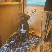 Hercules is registered to the contest to win money with this photo: dog, blanket, toy, floor, indoor, wall, window, curtain, electrical_outlet, cable, rug, wood, pet, animal, sitting, brown_dog, white_markings, household, cozy, quiet