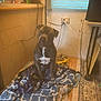 dog, blanket, toy, floor, indoor, wall, window, curtain, electrical_outlet, cable, rug, wood, pet, animal, sitting, brown_dog, white_markings, household, cozy, quiet