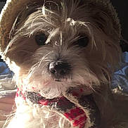 Teddy Bear joined the competition — help win amazing prizes! accessory, animal, close_up, cozy, cute, dog, face, fluffy, fur, hat, indoor, knitted, light, pet, portrait, scarf, shadow, warm, whiskers, winter