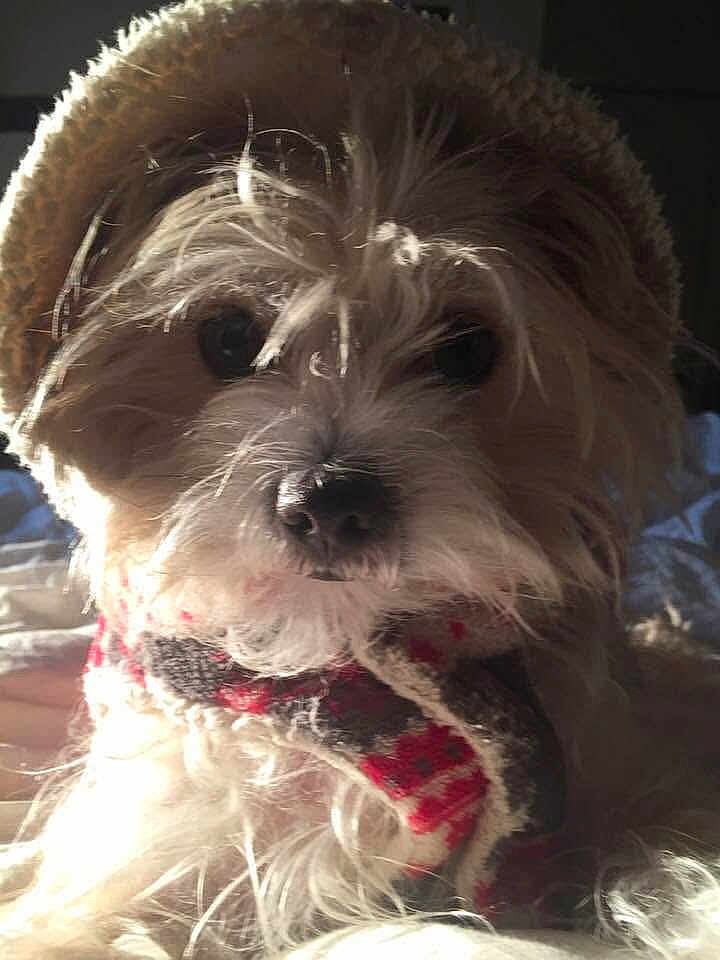 Teddy Bear
