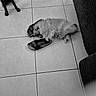 Bounty a rejoint le concours — aidez-le/la à gagner de superbes lots ! animal, black_and_white, couch, cozy, cute, dog, floor, fluffy, footwear, furniture, home, indoor, paw, pet, relaxed, resting, sandals, sleeping, small_dog, tile_floor