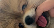 Bounty a rejoint le concours — aidez-le/la à gagner de superbes lots ! dog, fluffy, close_up, indoor, tongue, playful, pet, paw, fur, canine, cute, animal, person_hand, nibble, muzzle, adorable, brown, white, face, tongue_out