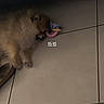 animal, companion, cozy, cute, dog, domestic, floor, fur, home, indoor, pet, puppy, quiet, relaxing, resting, shadow, sleeping, small, tile, toy