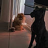 Bounty participe au concours pour gagner de l'argent avec cette photo : black_statue, brown_dog, contrast, decor, dog, door, evening_light, fluffy, furniture, glass_table, home, indoor, interior, pet, quiet, shadow, sitting, small_dog, statue, tile_floor