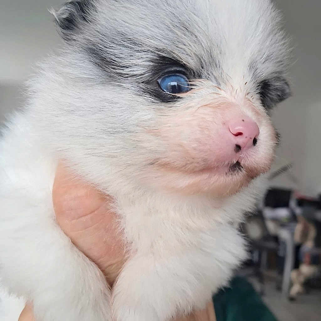Ava participe au concours pour gagner de l'argent avec cette photo : animal, canine, cat, cockerspaniel, collie, dog, eskimodog, face, head, husky, kitten, papillon, person, pet, photography, portrait, puppy, snout, terrier, whitedog
