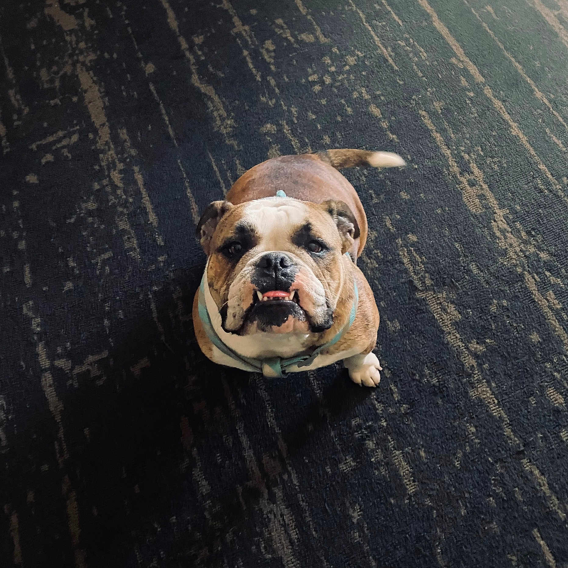 Ruby is registered to the contest to win money with this photo: animal, brown, bulldog, carpet, companion, cute, dog, domestic_animal, expression, face, floor, harness, indoor, looking_up, mammal, pet, short_hair, sitting, tongue, white