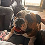 bulldog, dog, pet, indoor, couch, blanket, person, legs, floor, door, sunlight, smiling, tongue_out, relaxed, furniture, cozy, home, paw, animal, companion