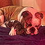 dog, bulldog, puppy, sleeping, snuggling, blanket, indoor, cozy, pet, animal, fur, cute, resting, companion, bonding, mammal, domestic_animal, closeup, peaceful, relaxation