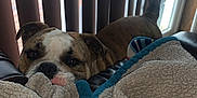 Ruby joined the competition — help win amazing prizes! dog, blanket, couch, indoor, pet, resting, brown, white, face, ears, leather, vertical_blinds, window, soft_light, cozy, comfort, fur, looking, home, relaxed